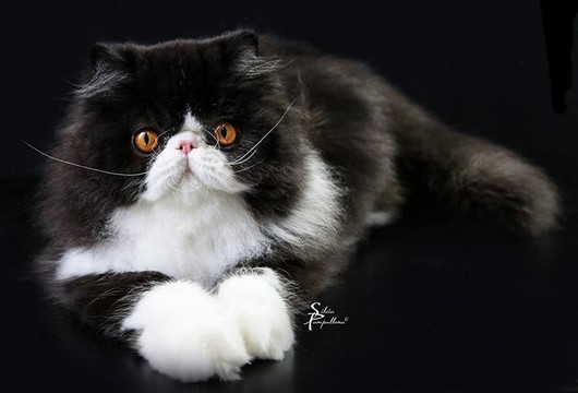 26733486_863953943787647_3660568685077779996_n