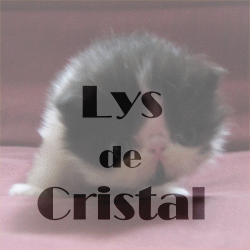 lys-de-cristal3