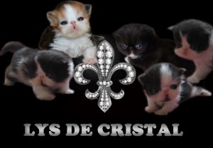lysdecristal1