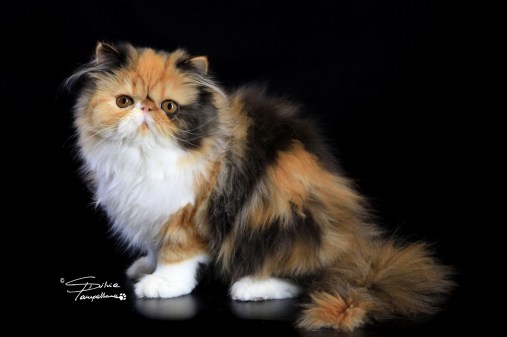 princessetoulousesilvia2 (2)