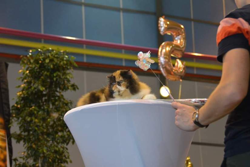 fb_img_1540505263887