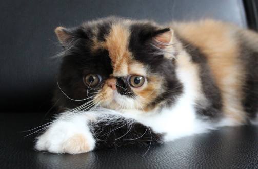 received_968301413352899