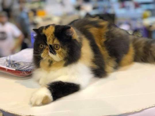 FB_IMG_1540254521989