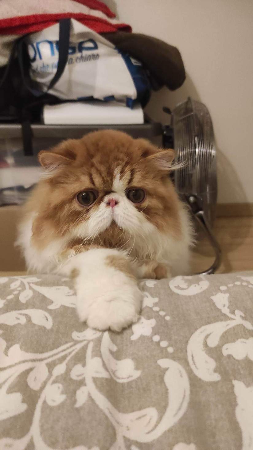 Messenger_creation_7033361738072129543